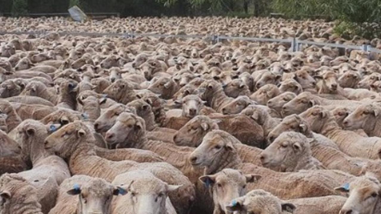 Angry sheep farmers turn on minister