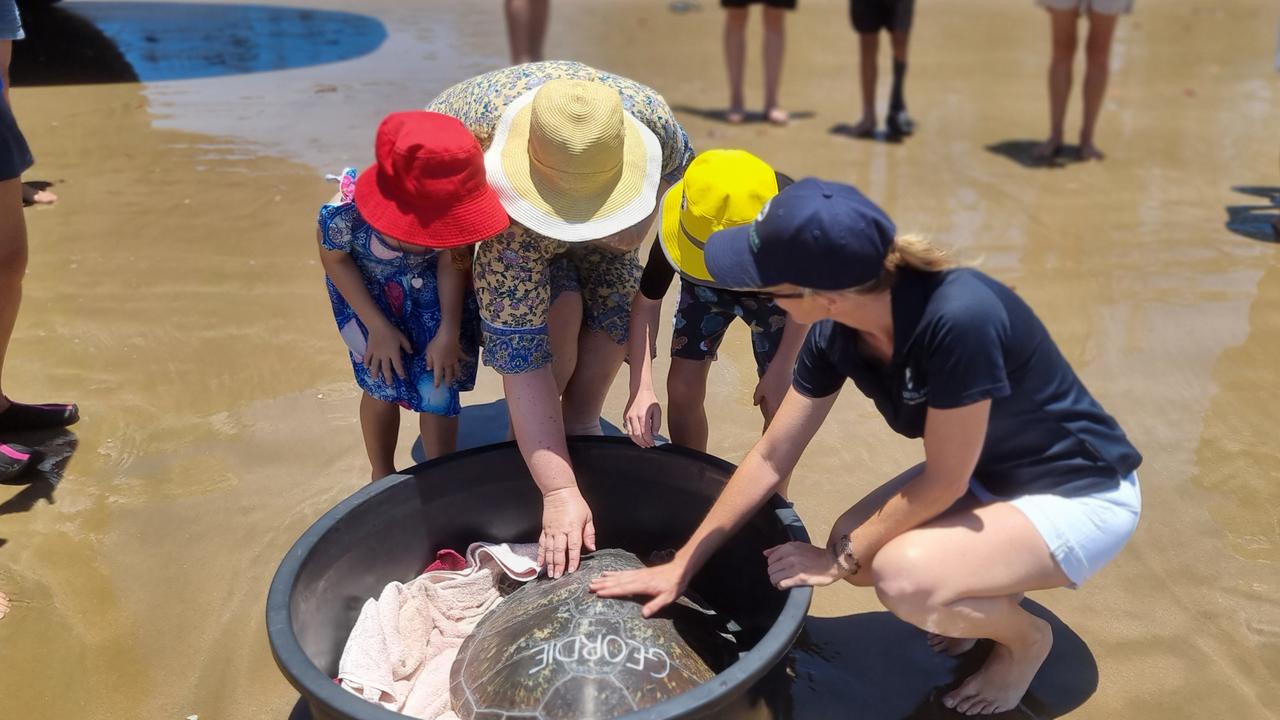 Geordie the Green Sea Turtle was able to be released into the wild after recovering from float syndrome.