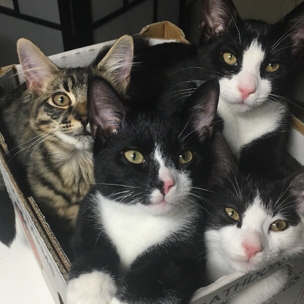 Four fur siblings and one box. This litter have stayed together since birth Picture: Vanessa