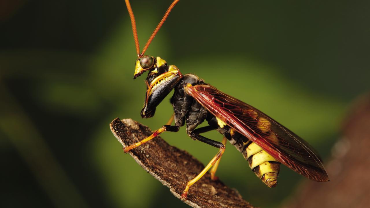 Mantispid Wasp envy - While this animal looks very much like a wasp, it is not related at all. It is a Mantispid (Neuroptera), an insect in the lacewing family. It cannot sting and is an example of Batesian mimicry. Many predators would avoid it due to its wasp-like colouration and shape. Image from the book, Minibeasts by Alan Henderson. Picture: Minibeasts/Alan Henderson Minibeasts, is available from www.exislpublishing,com and wherever incredible books are sold.