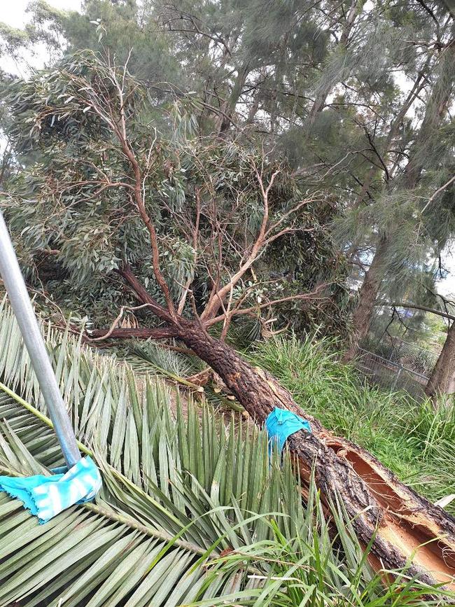 A tree cut down in Buruwan Park for WestConnex on Tuesday.