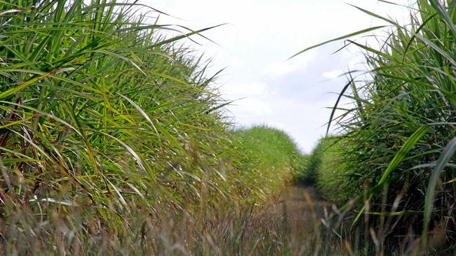 Bundy's cane growers are set for a win after the NAB announced it would adopt policies more supportive of farmers. Picture: Zach Hogg BUN300414CNE3