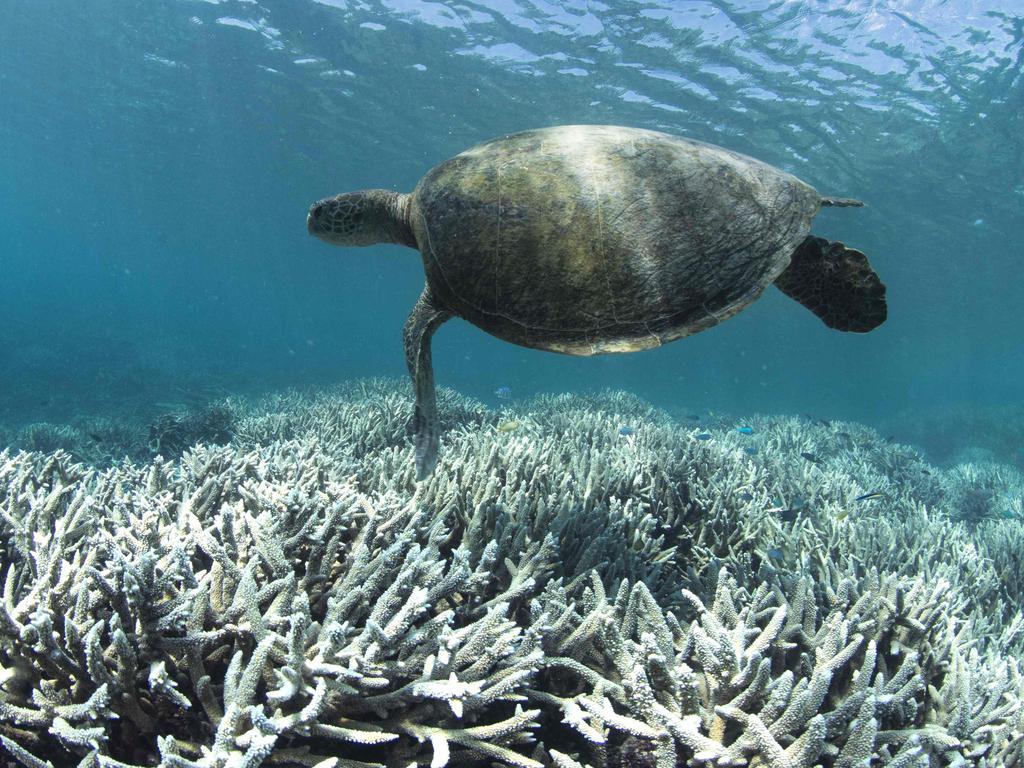 The giant mass of floating pumice could help improve biodiversity on the Great Barrier Reef. Picture: Catlin Seaview Survey/AFP