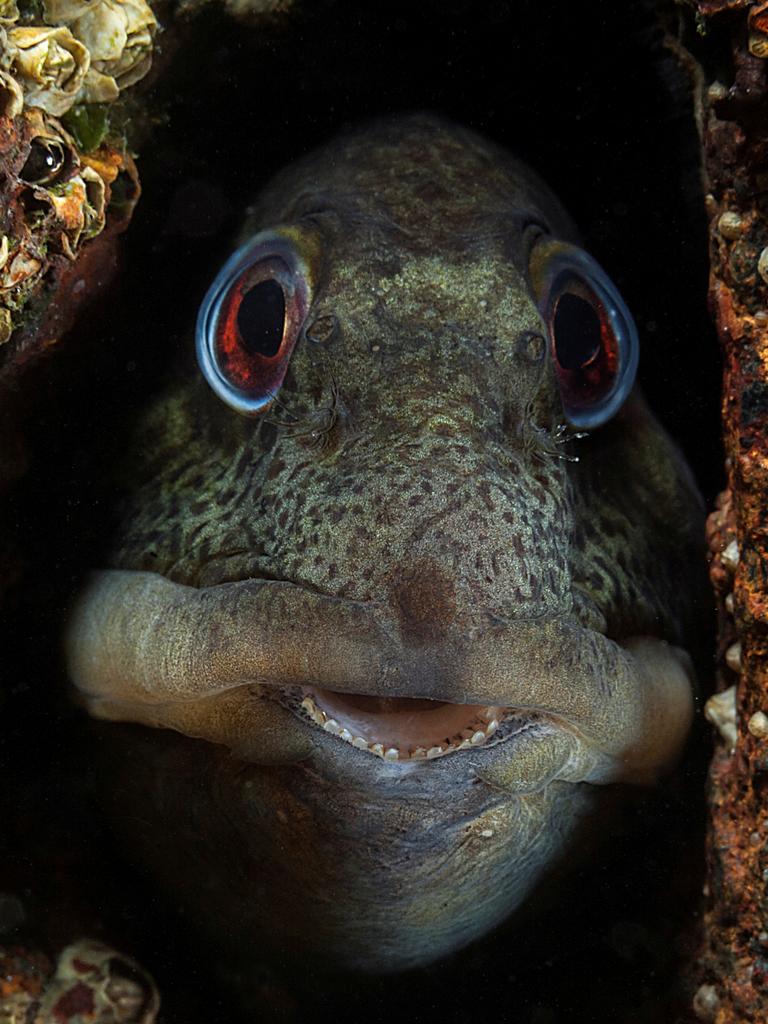 Shanny Shanny are widespread and common fish, often seen by divers, hiding in nooks and crannies on rocks and piers (Criccieth Beach, Gwynedd, N. Wales). Their mottled colouring provides excellent camouflage. Picture: Mark Thomas/UPY 2016