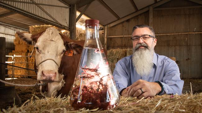 Steve Meller’s company CH4 Global will spend millions building a new facility in Adelaide to produce seaweed-based feed for cattle.