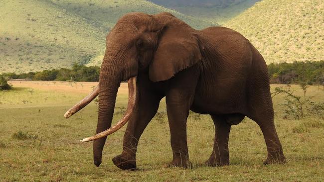 One Ton is one of Africa's last remaining “big tuskers.” Picture: Craig Millar/Big Life Foundation