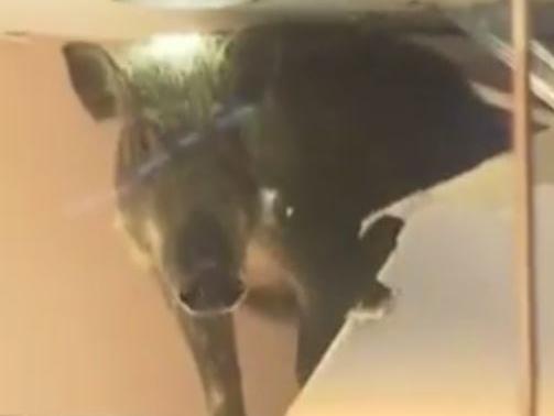 Boar in Hong Kong shop. Picture: Press Association