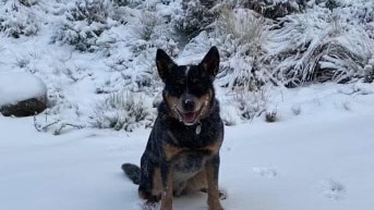 Breaking News Breaking News Snow at the Great Lakes Hotel. Pic: supplied