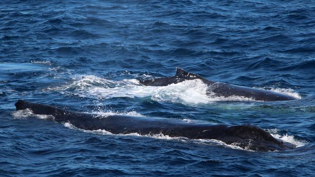 One of the first whales of the season passes the Coast. Photo by Sea World Whale Watch