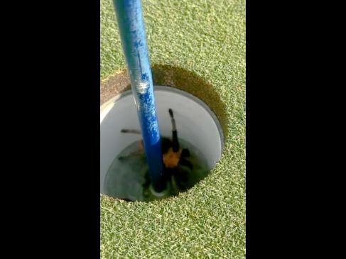 Massive tarantula halts game of golf