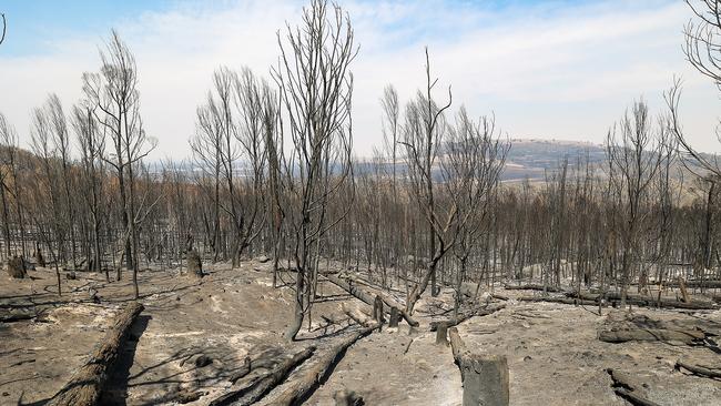 The view of scorched earth from Mount Cole down to Raglan. Picture: Ian Currie