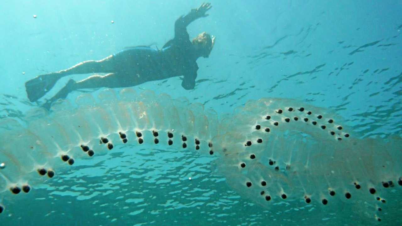 A chain of salp in the ocean. Picture: Wikipedia