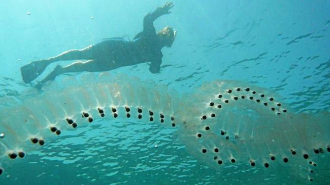 A chain of salp in the ocean. Picture: Wikipedia