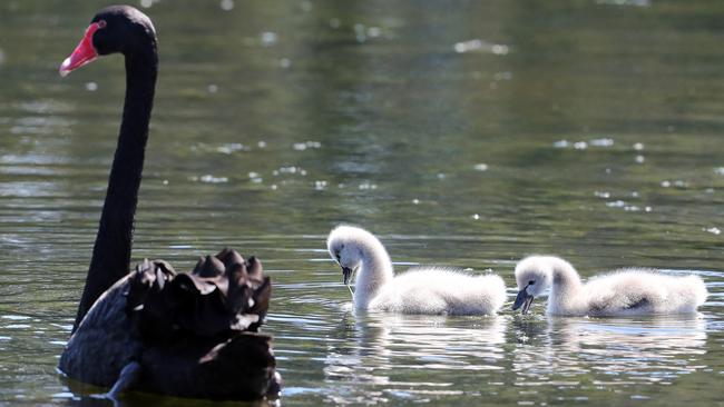 Local wildlife on the water. Picture: Richard Gosling