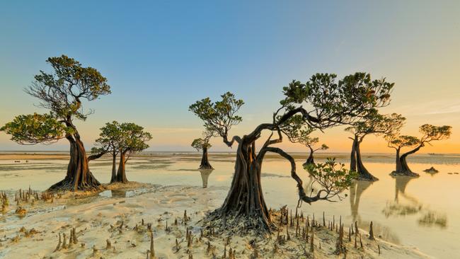 These dancing trees can be found along the mangrove forest near Walakiri Beach in Sumba Island, Indonesia.