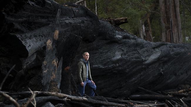 Brown with the remains of a giant tree, felled by loggers, in Tasmania’s Denison Valley. Picture: Matthew Newton