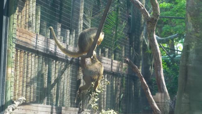 Brevard zoo welcomes new adorable baby monkey | news.com.au — Australia ...