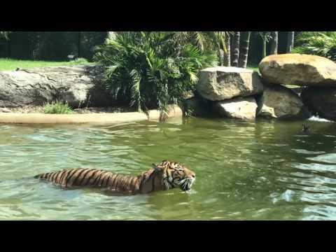 ANIMALS:    Duck Plays Dangerous Game of Chicken With Tiger   January 18