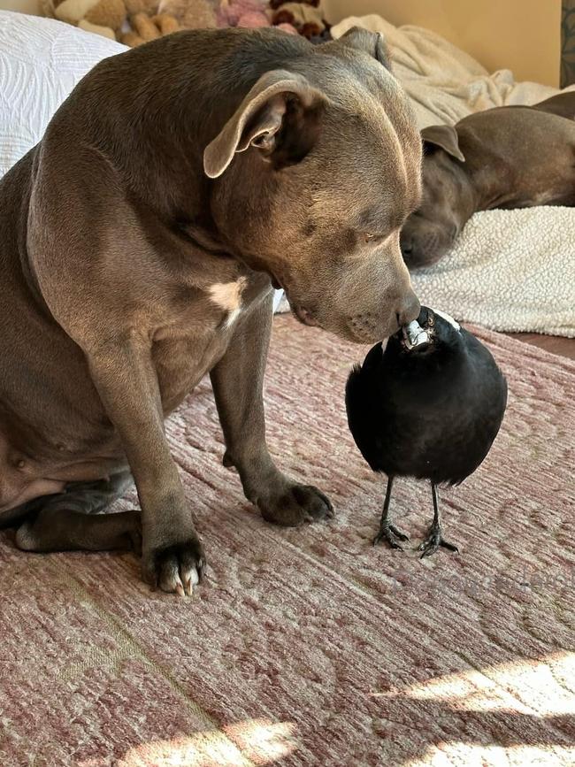 An image from the Peggy and Molly the Magpie page. Picture: Facebook / Peggy and Molly.