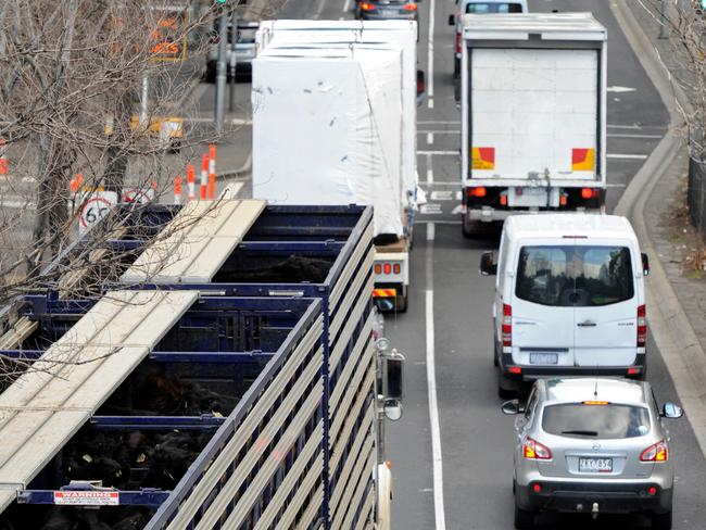 A cattle truck stuck in traffic on City Rd.