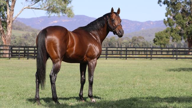 Zoustar is the world’s leading sire of winners this season after breaking the Australian record for most wins in a calendar year. Picture: Widden Stud