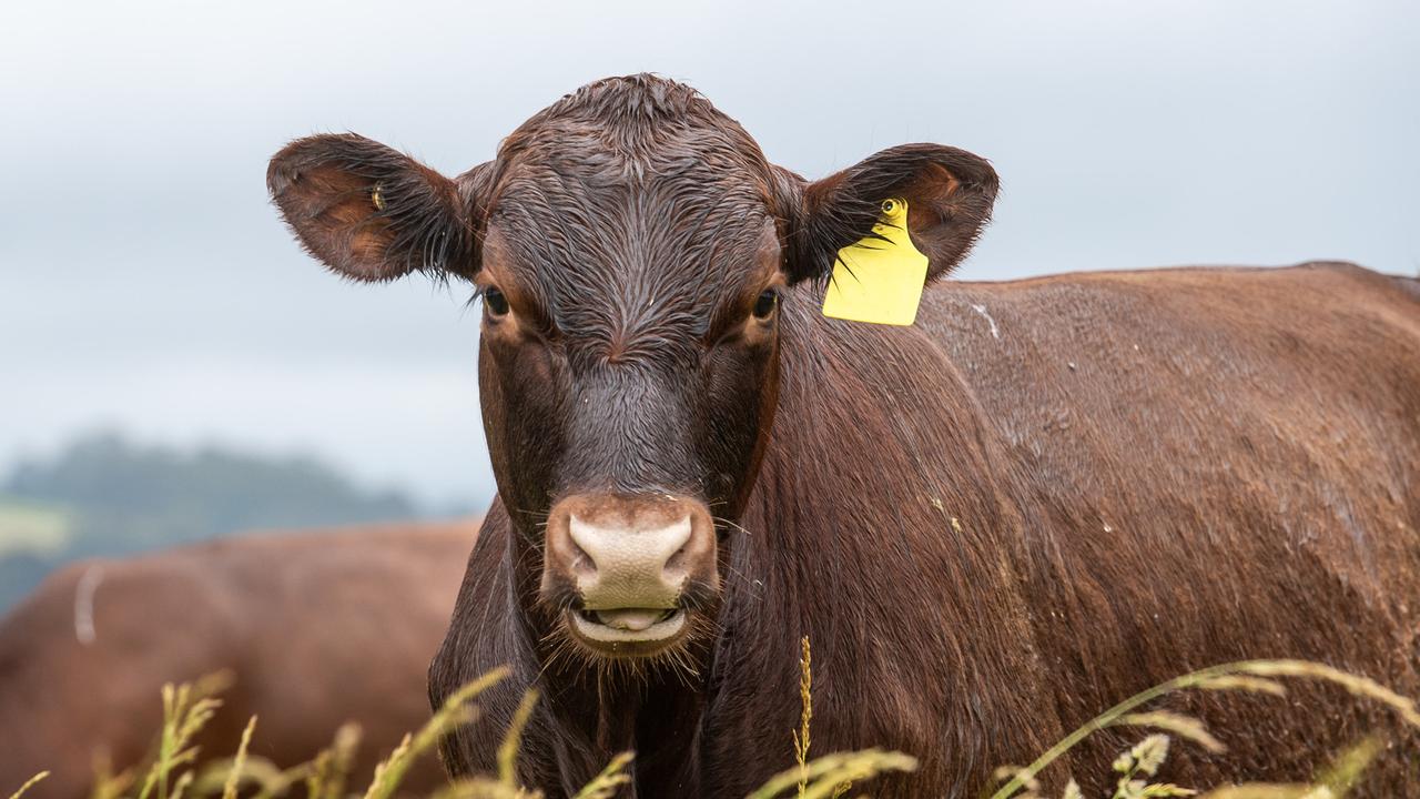 Abattoir appeals guilty verdict after worker shot with bolt gun