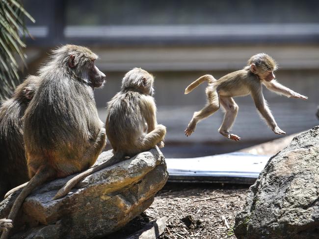 Melbourne Zoo "coming back to life" after COVID lockdown 2.0. A baby Hamadryas baboon rock hops in front of his relatives.    Picture: David Caird