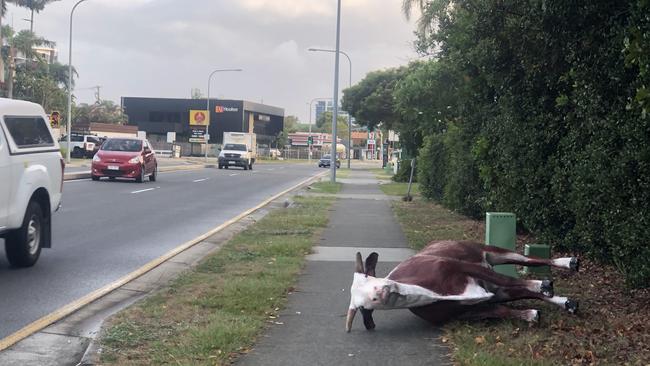 The cow statue stolen from Cavs steakhouse earlier this week has been found dumped 200m up the road from the restaurant this morning. Picture: Lea Emery.