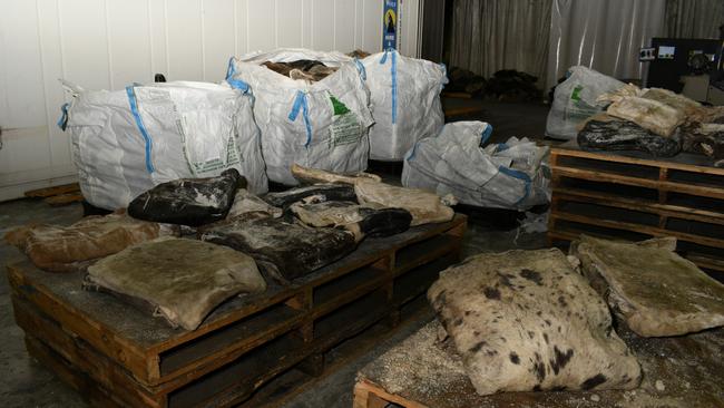 Raw hides of skin and flesh hiding the largest seizure of methamphetamine from Mexico to arrive on Australian soil. Picture: AFP