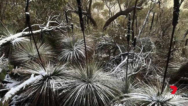 The white ‘frosting’ covered plants at Mount Remarkable. Picture: 7 News