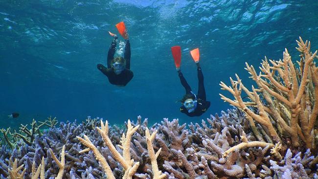 Agincourt ReefSilversonic is one of the slickest operators on the reef. So much that it has exclusive permits to certain areas and this tour caters for both divers and snorkelers. Everybody wins. You get to experience a trio of dive locations, all your diving and snorkelling gear is provided and you also score transfers. Priced from $303 per person.Book here
