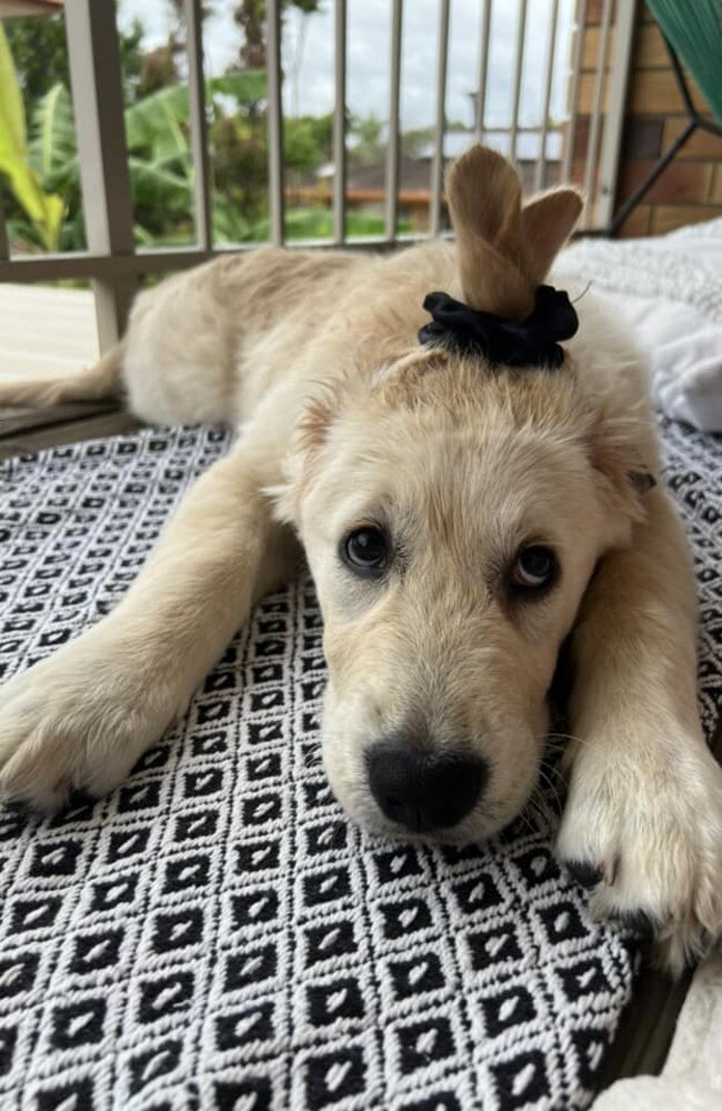 Bella Bee: Reilly McGeady-DeMaid's 4 month old Golden Retriever