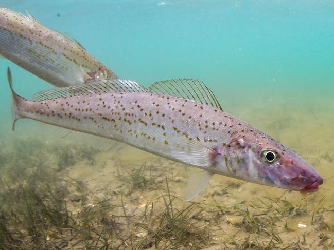 Gone Fishing with Al McGlashan  GFWAM The King George is one of the biggest of the whiting clan and definitely the tastiest