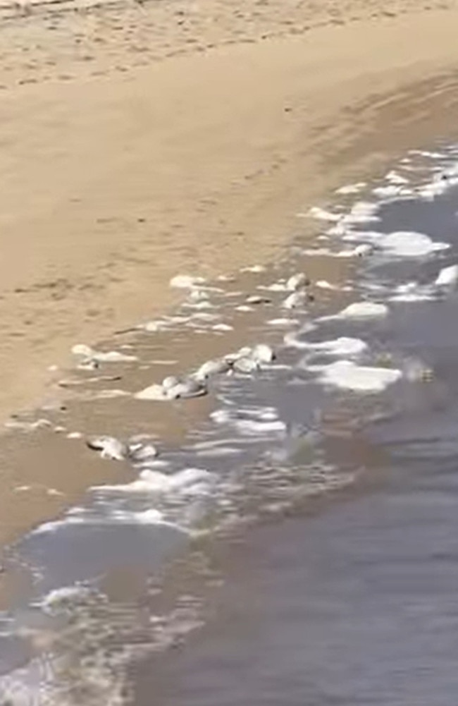 A screengrab from a video of dead fish washed up on Taylors Beach, Lower Herbert, Hinchinbrook, North Queensland. The cause of the mass fish kill has been blamed on low dissolved oxygen levels in the water. Picture: Supplied