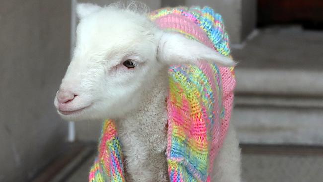 Unlike the other Lily, little Lily the sheep didn’t make a Bo-Peep in parliament. Picture: David Crosling