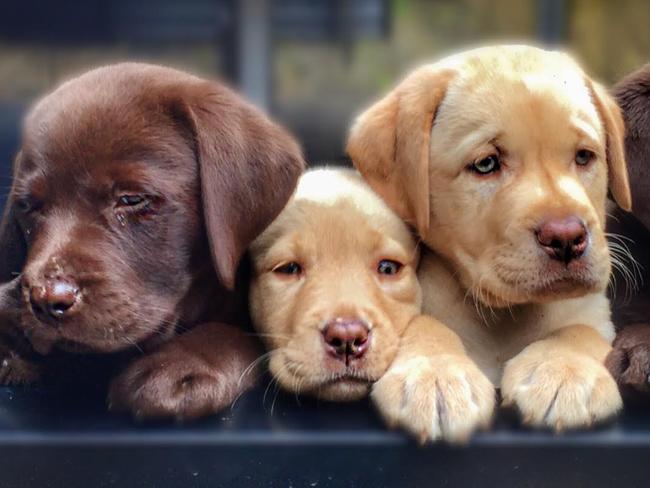 Labrador pups off to the vet