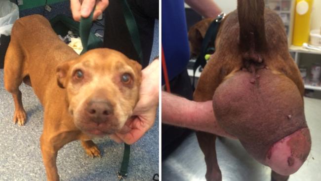 Scarlette had a 20cm tumour when she was seized by the RSPCA. Sadly it was inoperable and she was euthanised. Picture: RSPCA