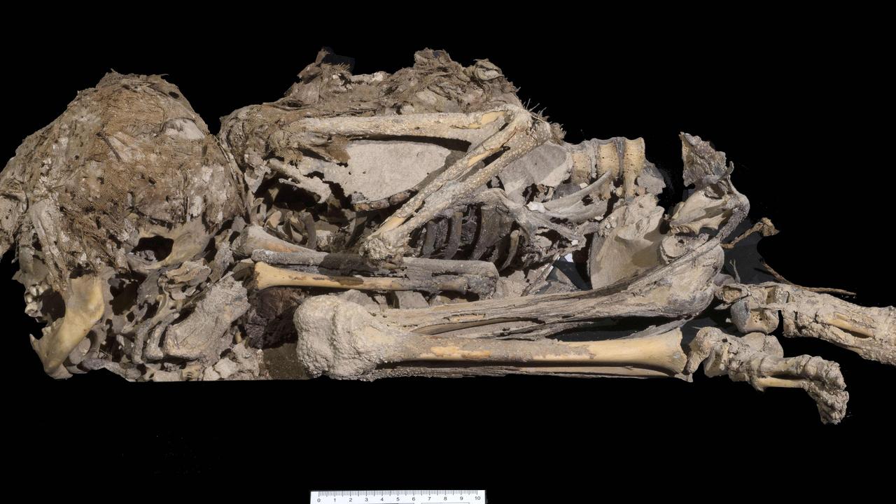 Skeletons were also found in the cave. Picture: Clara Amit/Israeli Antiquities Authority/AFP