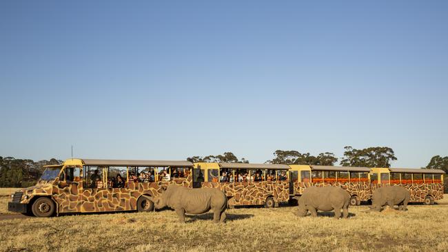 Rhinos at Werribee Open Range Zoo.