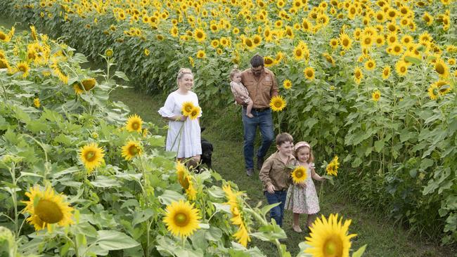 Farm to open gates for visitors to picnic among sunflowers