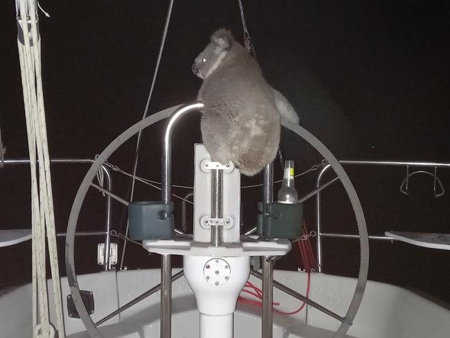 Koala on the steering wheel of luxury yacht Pipedream.