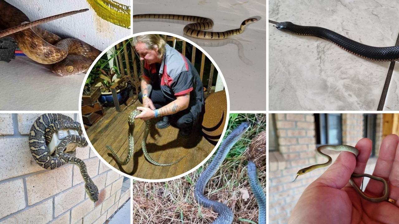 Queensland snake catcher warns of snakes in drains