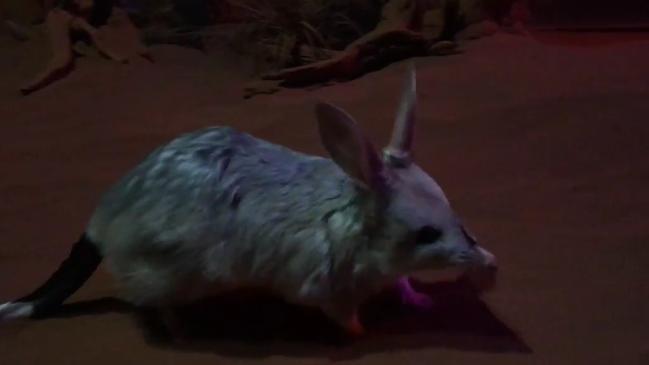 Tinder for bilbies