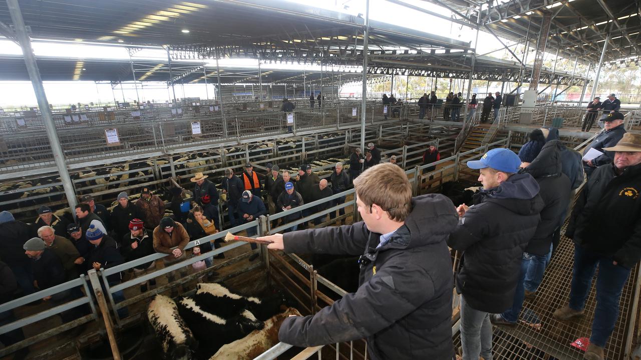 Record numbers of cattle go under the hammer