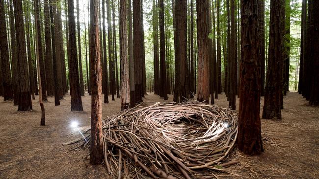 Thousands of people flocked to the Redwood Forest on Cement Creek Rd in East Warburton, despite social distancing rules. Picture: Steve Tanner