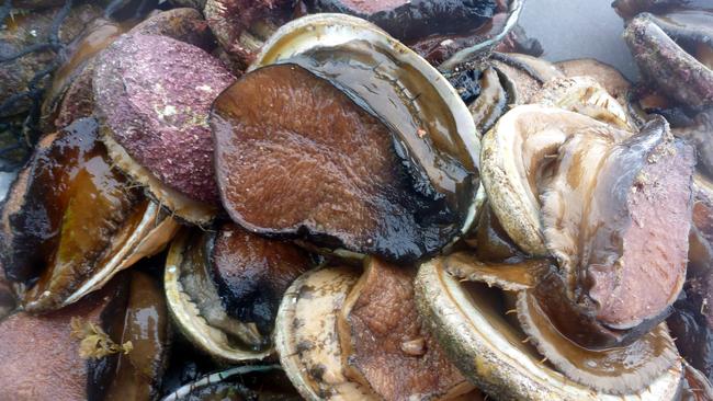 The Greens say just cutting bag limits for recreational divers will do little for the sustainability of abalone stocks. Picture: SARDI Aquatic Sciences