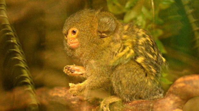 ‘world’s Smallest Monkey’ Gives Birth To Twins In Telford 