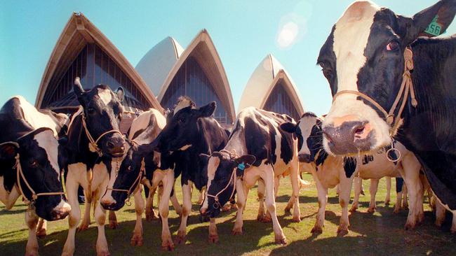 From crowds to cows as the Royal Easter Show gave VIP access to its animal guests. Picture: Jeff Darmanin