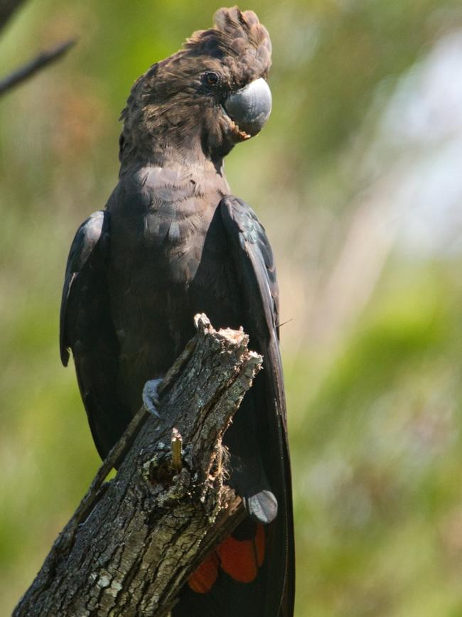 The Glossy Black-Cockatoo, one of Australia's rarest cockatoos, are at the Wallum development at Brunswick Heads. Picture: Mac Maderski