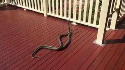 Two snakes fight on Tamborine Mountain